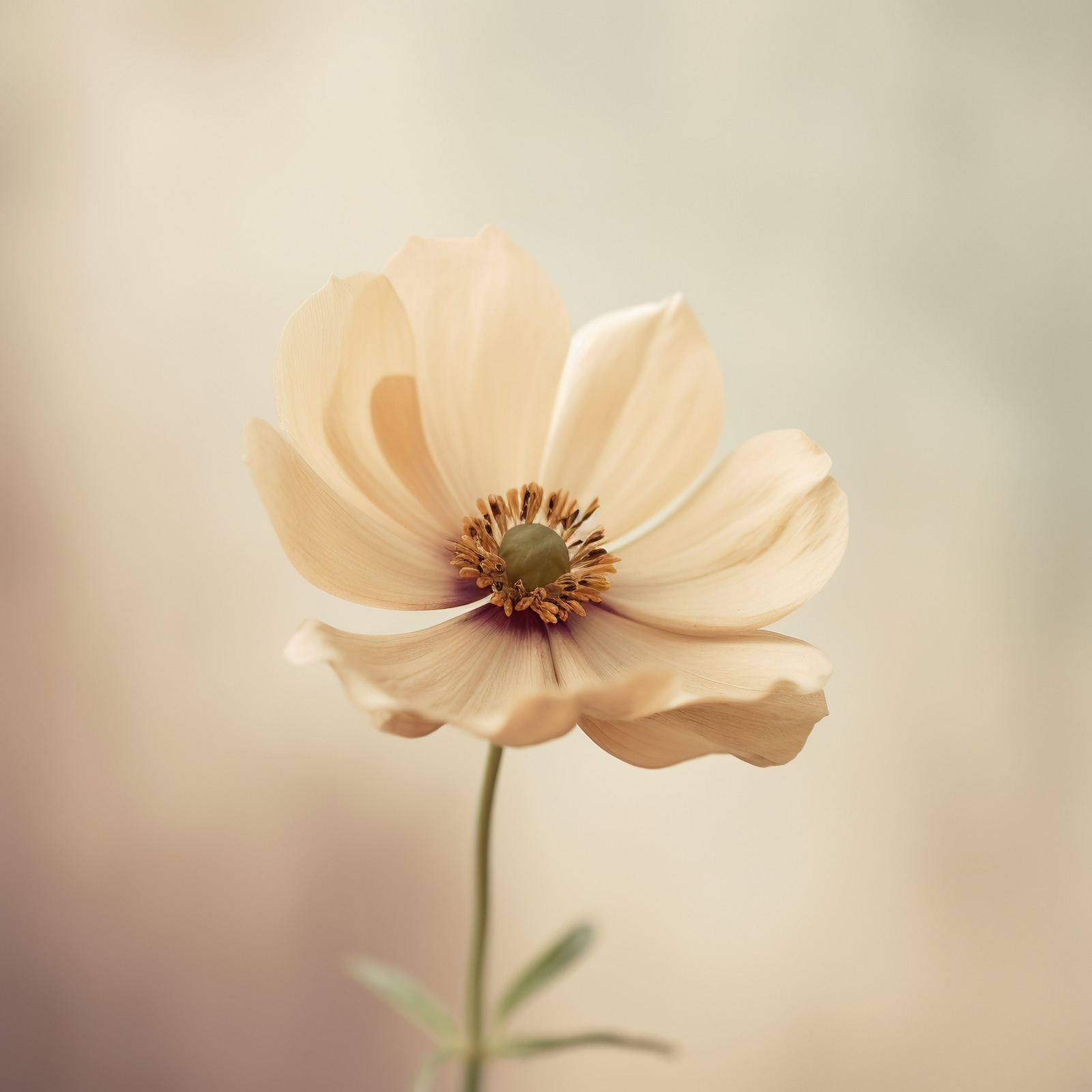 blume